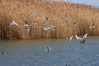 SIRÁLYOK KERINGŐJE
