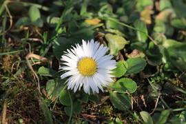 ÉRZEM A TAVASZ ILLATÁT