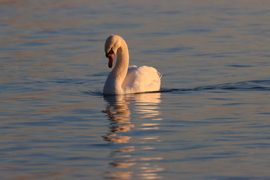NAPLEMENTE FÉNYÉBEN
