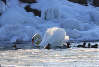 TÉLI JEGES PILLANAT