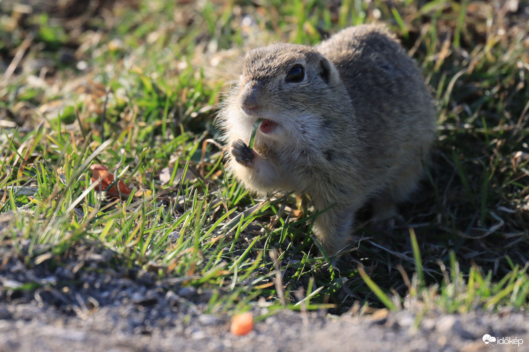 TAVASZI NAPSÜTÉSBEN