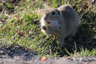 TAVASZI NAPSÜTÉSBEN