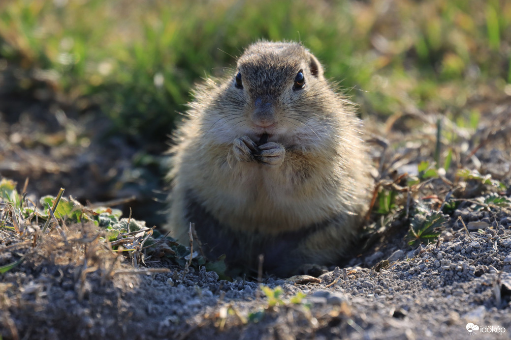 CSEMEGÉZÉS KÖZBEN