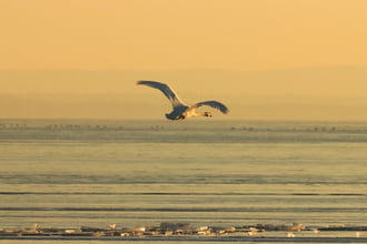 KITÁRT SZÁRNYAKKAL