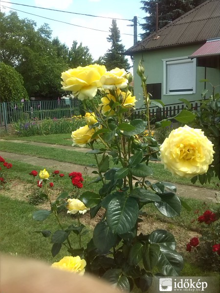 rózza