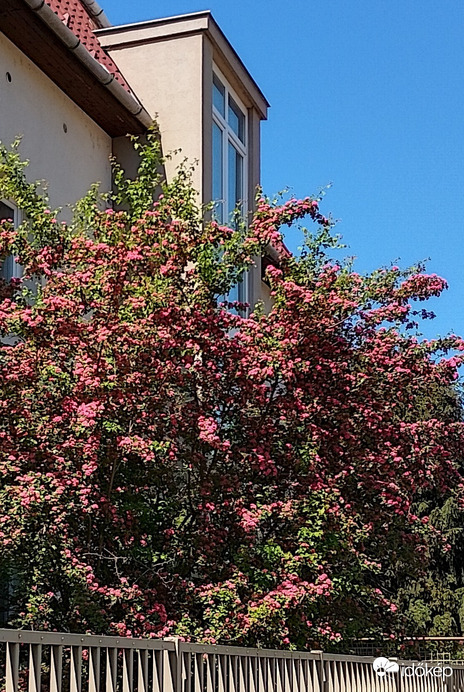 Budapest XIV. ker