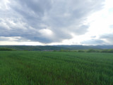 Harsány