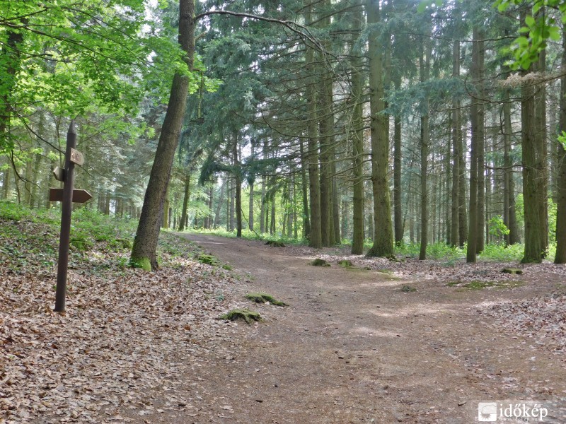 Erdei kereszteződés