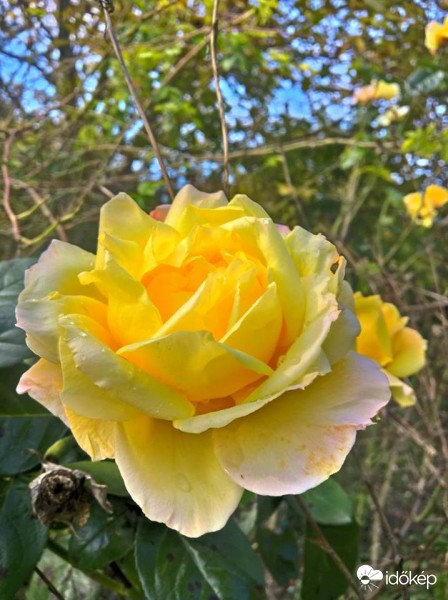 Sárga rózsa eső után