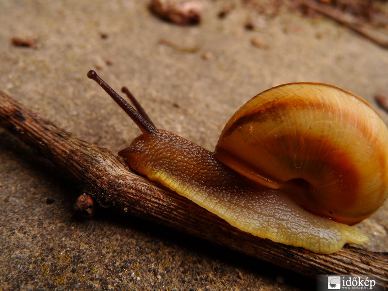 Egy másik csiga