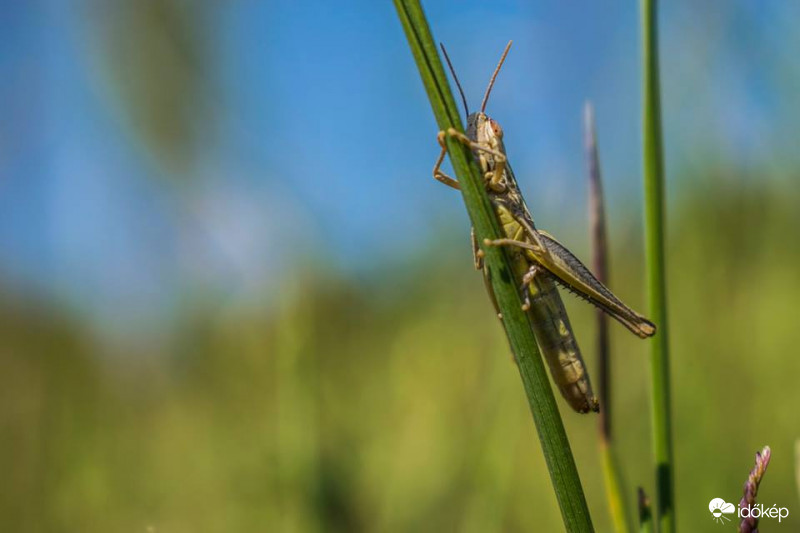Fű tábornok éles tekintettel figyel 