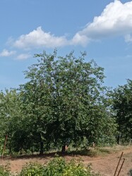 Nagyvisnyó