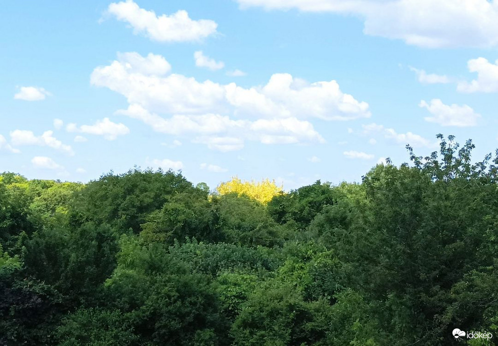 Sok zöld között viruló sárga