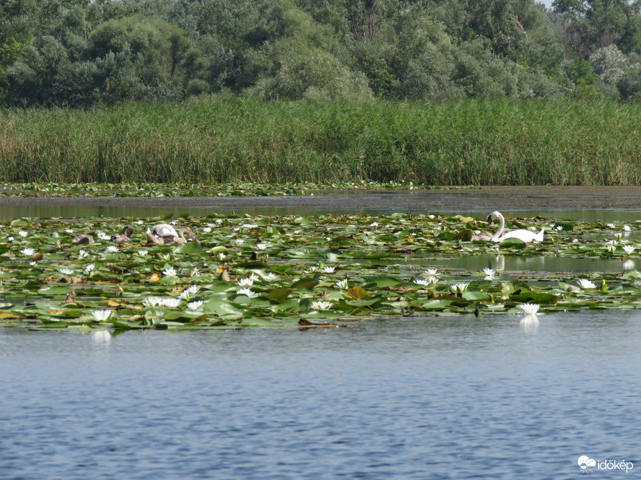 Egerlövő