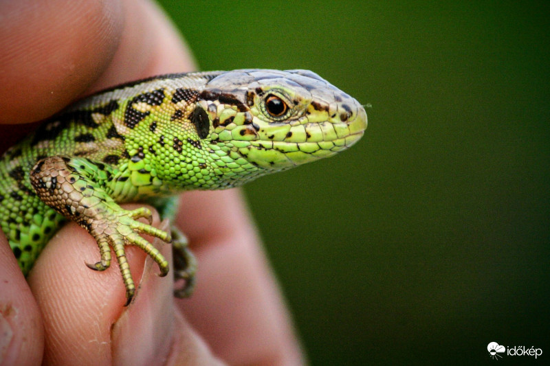 Városba eltévedt gyík mentése