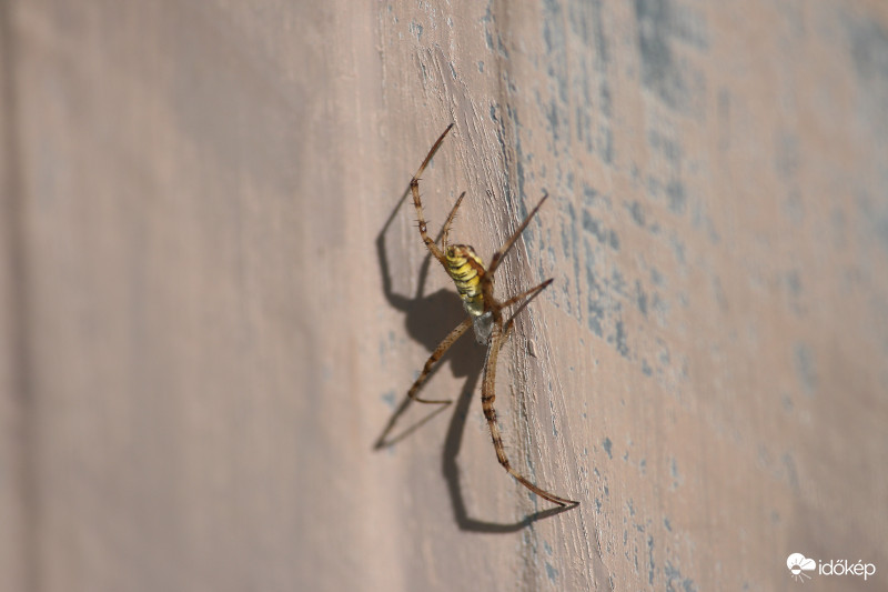 Darázspók figyel