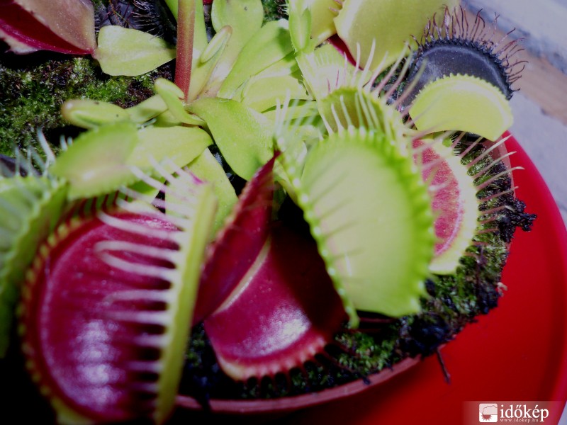 Dionaea muscipula ( Vénusz légycsapója )