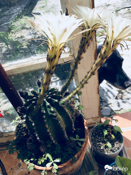 Kaktusz virágzás :)