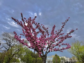 Sakura