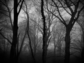 The Woods of Shadows