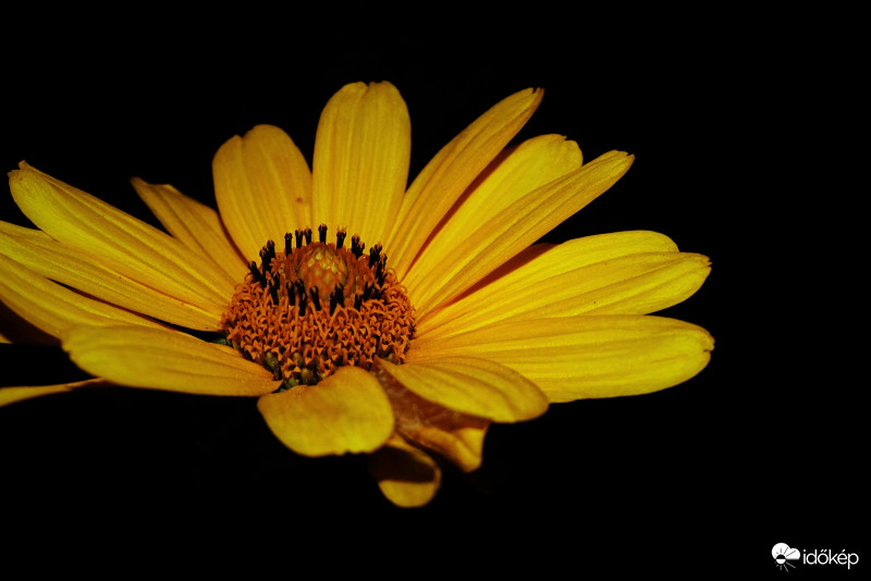 MACRO_PHOTO