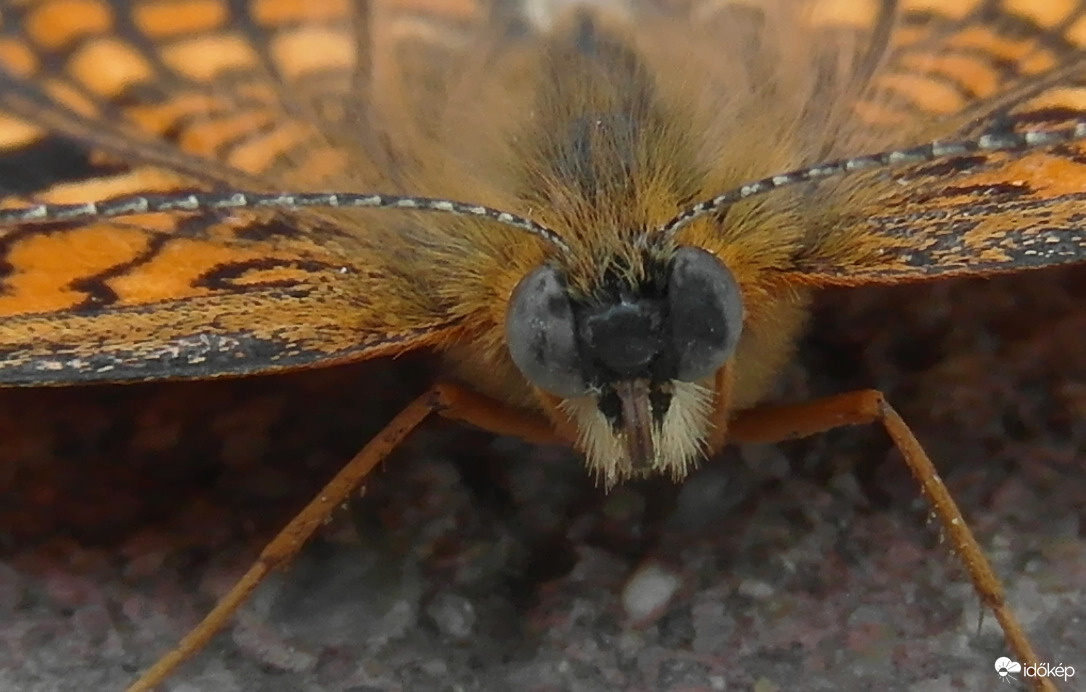 Hajasbaba