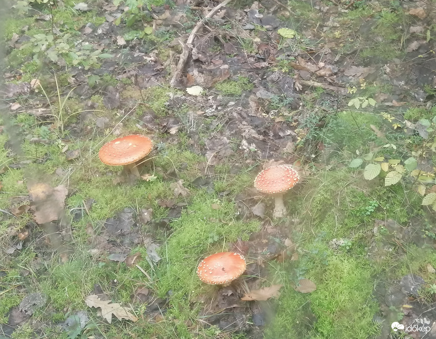 Trizs 