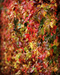 Orosháza őszi színek