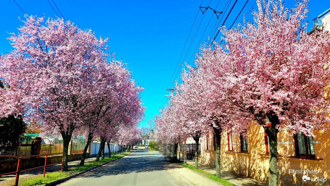virágzó vérszilva fasor 1