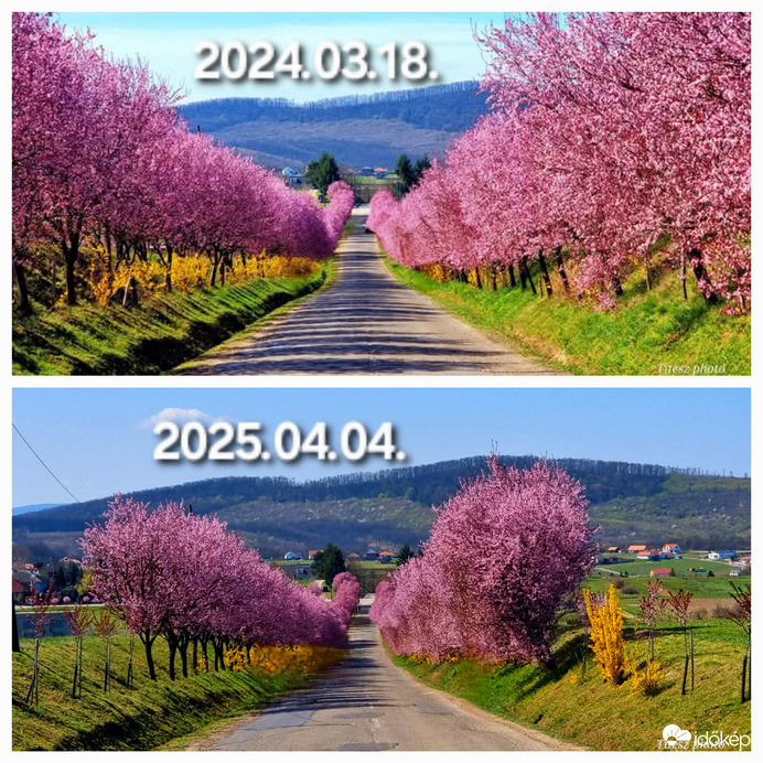 virágzó Berkenye