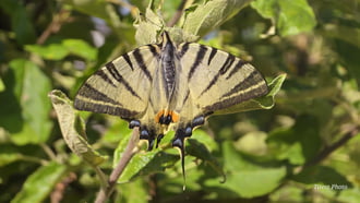 kardos lepke