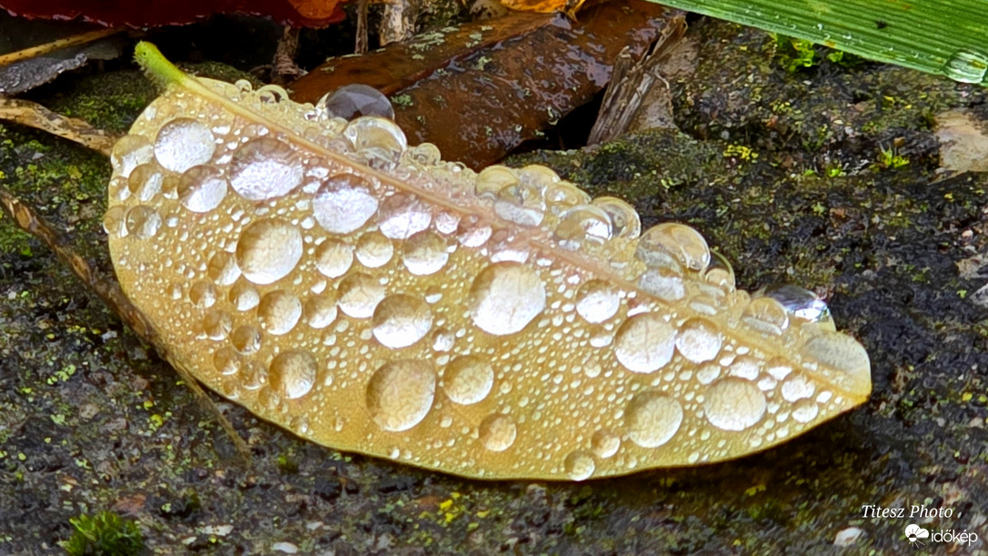 páracseppek