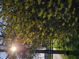"Aranyeső fal"