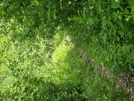 Út a zöldbe