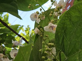 Szivarfa