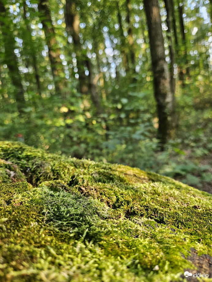 Mohásan