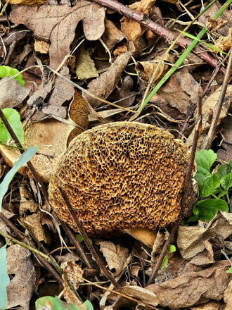 Ősz