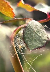 Átsuhan az őszi fény