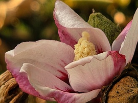 Őszi szépség (mályvavirág)