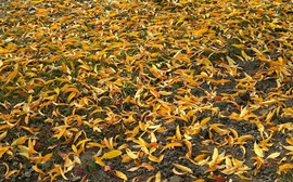 Őszi "avarszőnyeg"