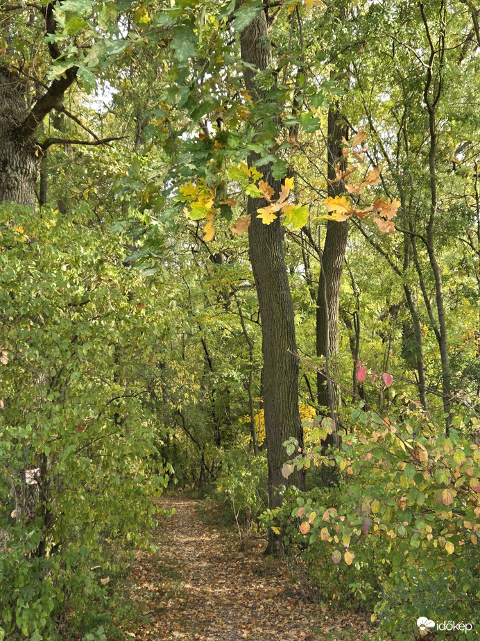 Őszi erdő