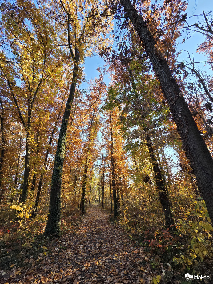 Őszi erdő