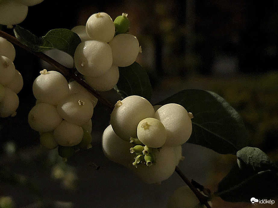 Fehér hóbogyó este