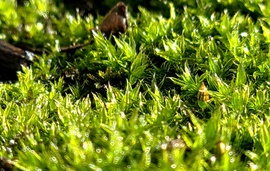 Végre napsütésben