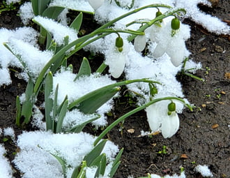 Félig kinyílva, havasan