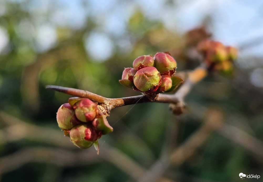 Szirombontásra várva