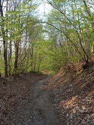 Zöldülő erdei ösvény
