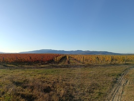 Mátra Verpelét szőlővesszejivel