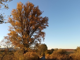 Őszi fák Feldebrő szélén