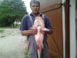 A kis "Afrikai":-) 2.